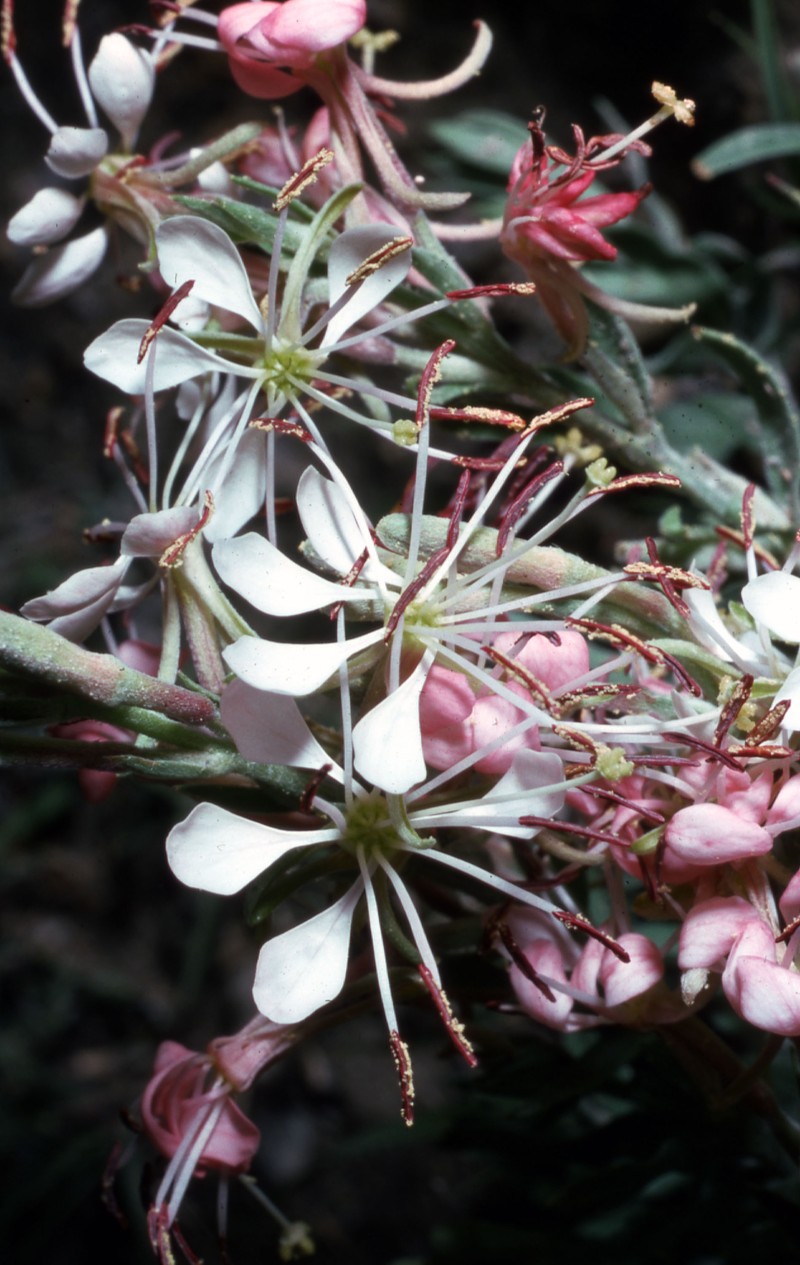 Scarlet Beeblossom photo 6