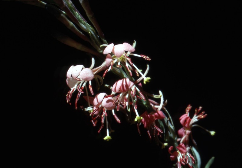 Scarlet Beeblossom photo 7