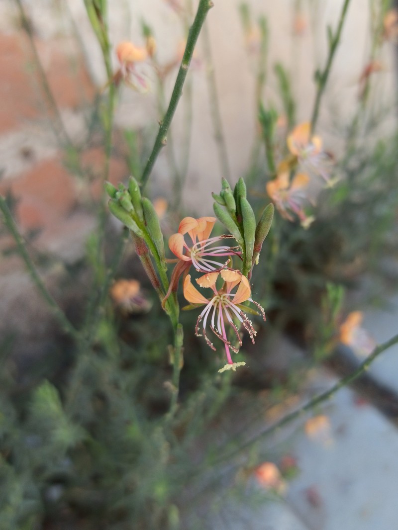 Scarlet Beeblossom photo 2