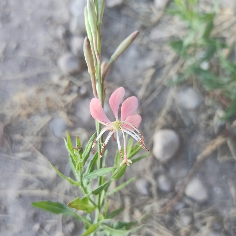 Scarlet Beeblossom photo 3
