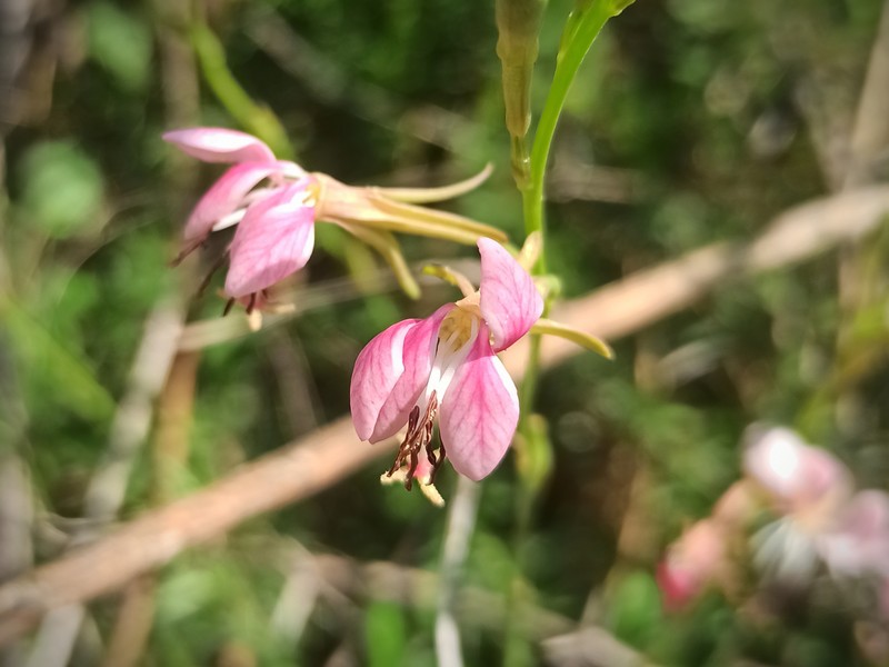Scarlet Beeblossom photo 4