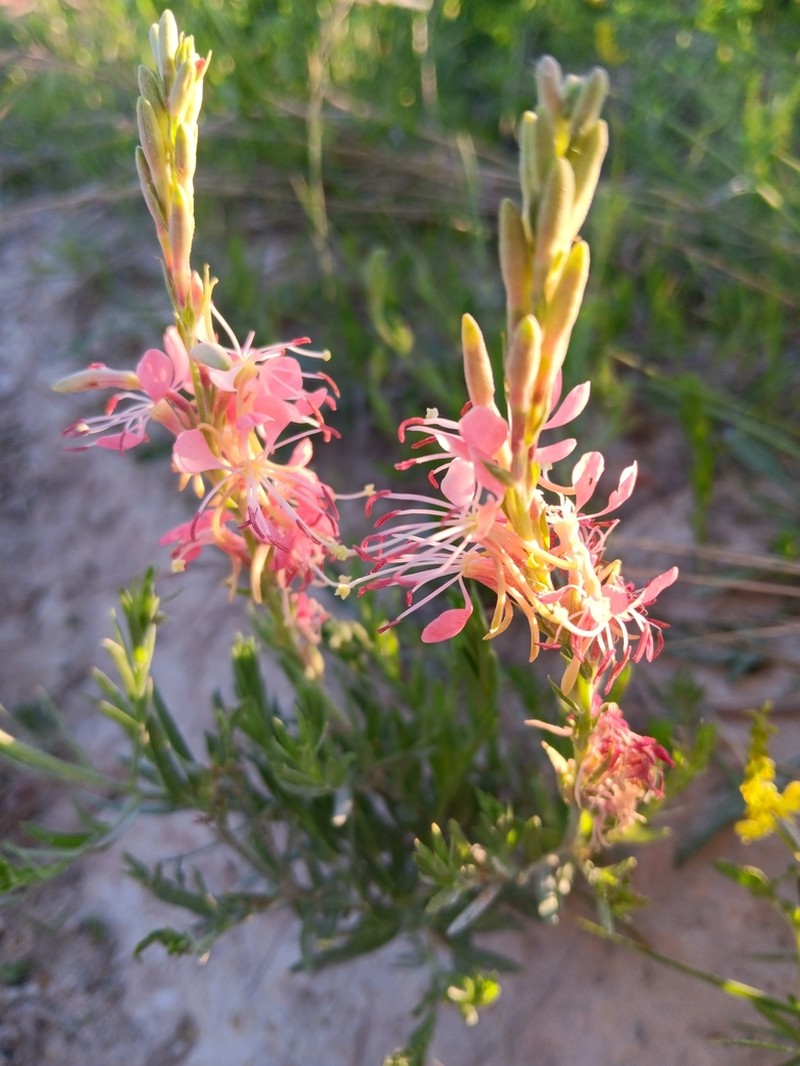 Scarlet Beeblossom photo 2