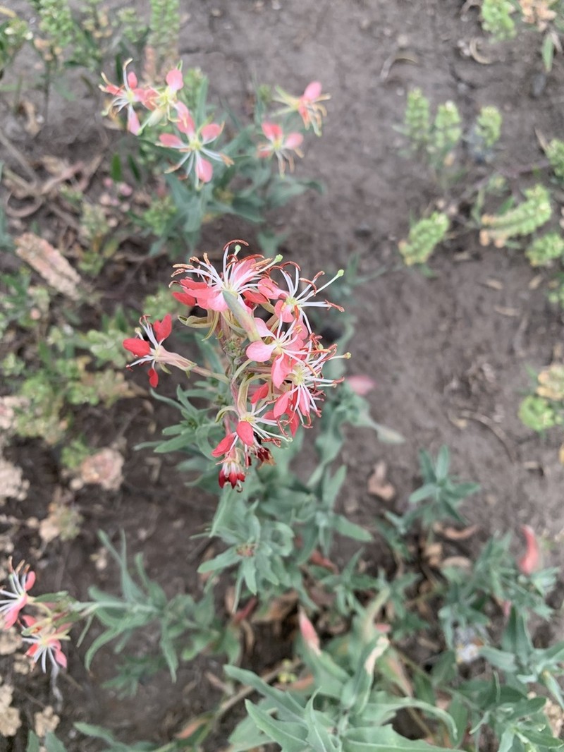 Scarlet Beeblossom photo 5