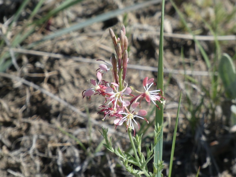 Scarlet Beeblossom photo 6