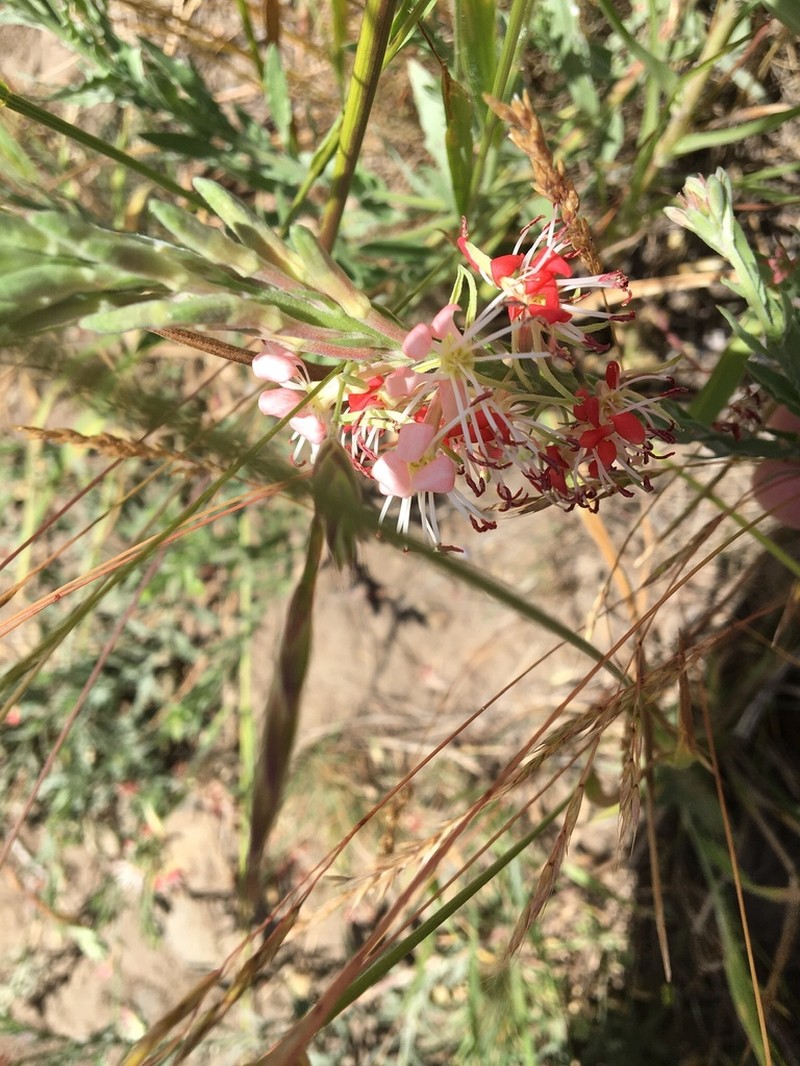 Scarlet Beeblossom photo 7