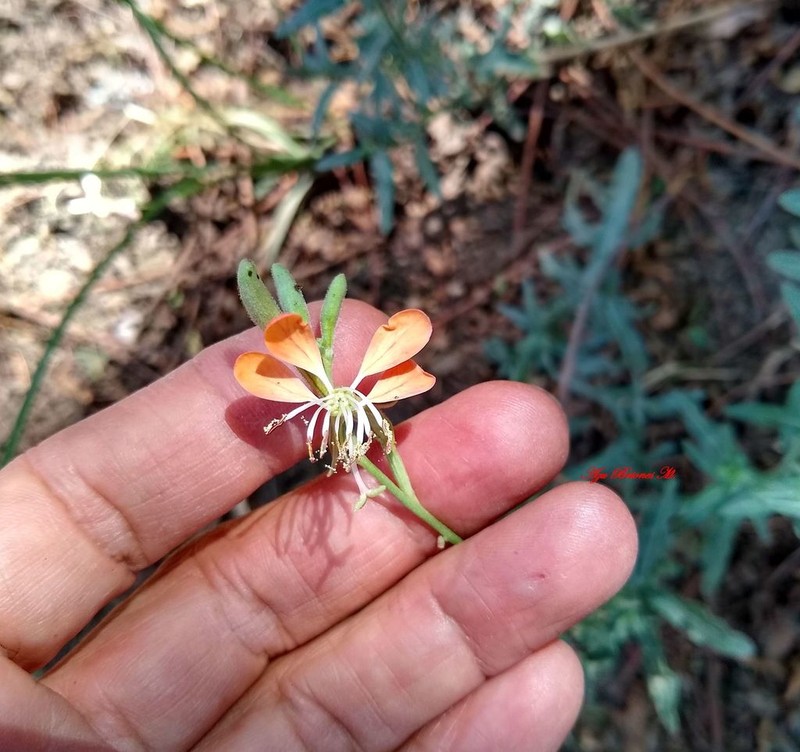 Scarlet Beeblossom photo 8
