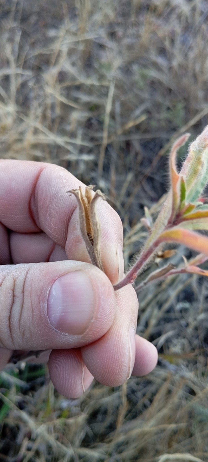 Oenothera tafiensis