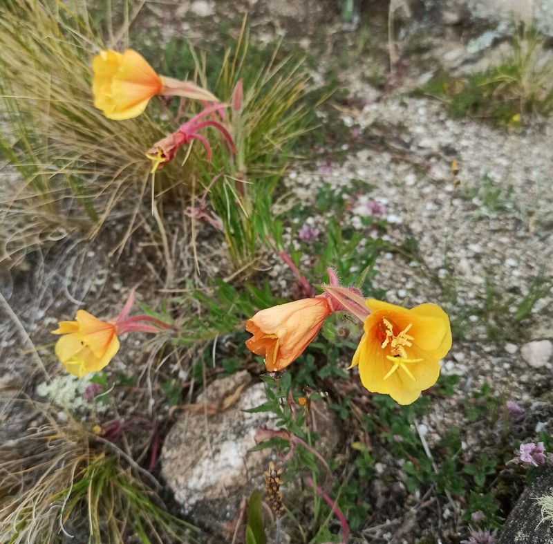 Oenothera tafiensis photo 3