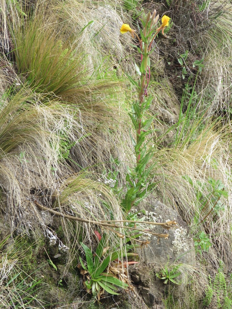Oenothera tafiensis photo 4