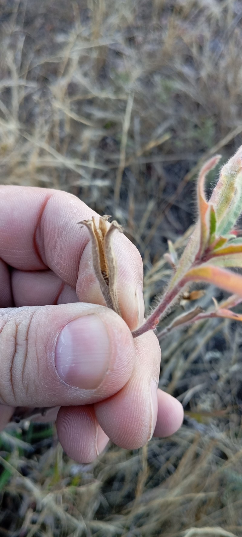 Oenothera tafiensis photo 6