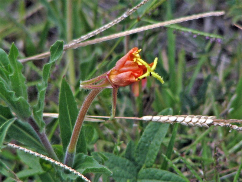 Oenothera tafiensis photo 7