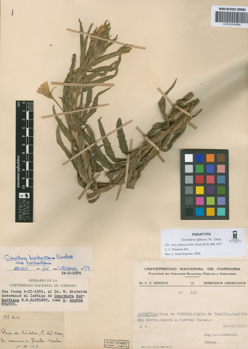 Oenothera tafiensis photo 8