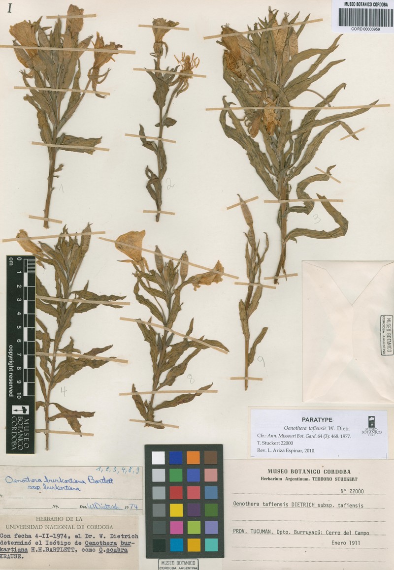 Oenothera tafiensis subsp. tafiensis photo 3