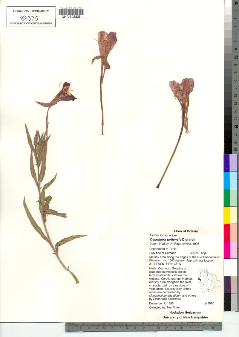 Oenothera tarijensis