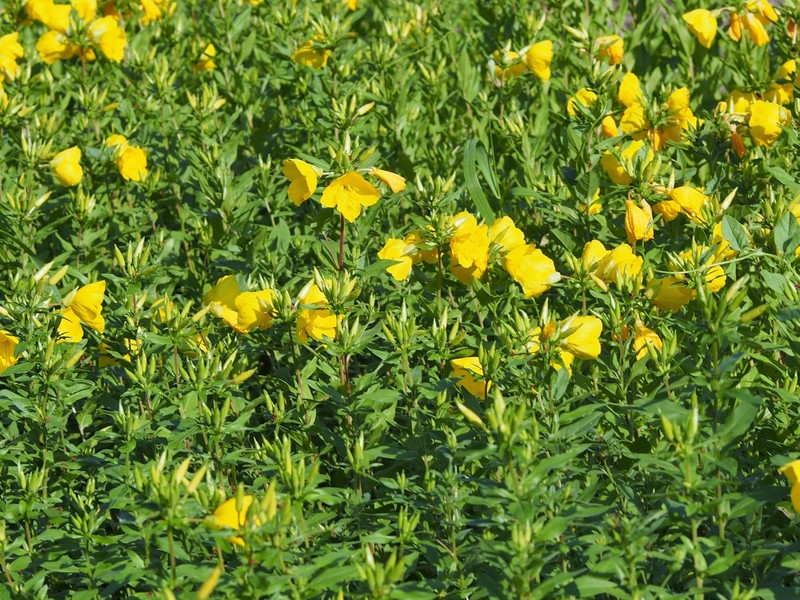 Oenothera tetragona photo 2