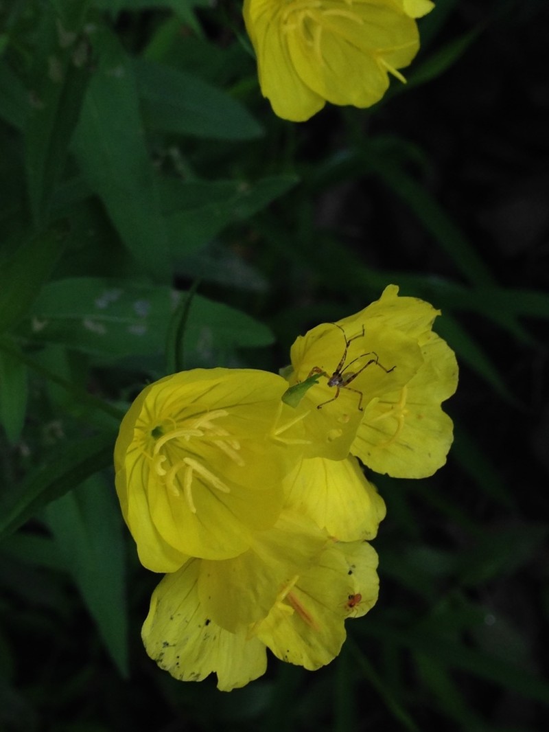 Oenothera tetragona photo 3