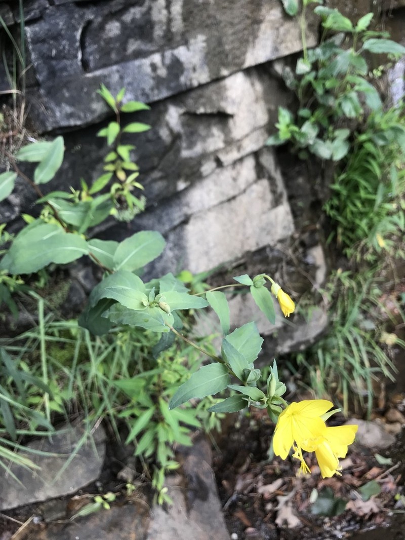 Oenothera tetragona photo 4
