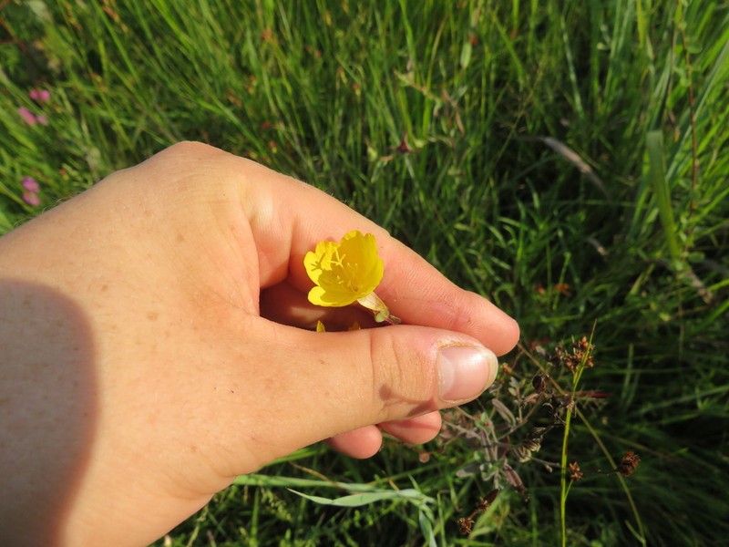 Oenothera tetragona photo 5