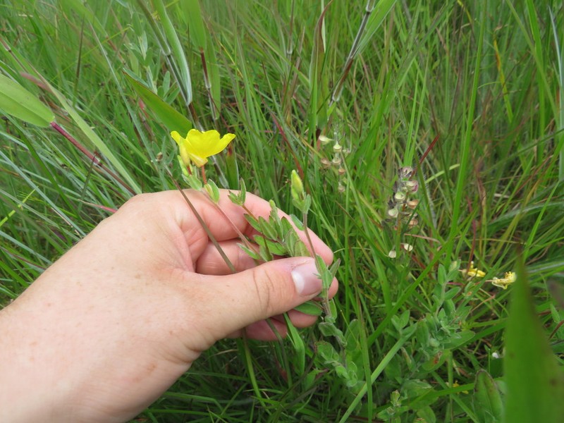 Oenothera tetragona photo 6