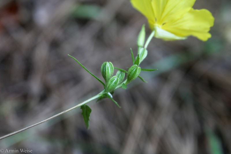 Oenothera tetragona photo 7