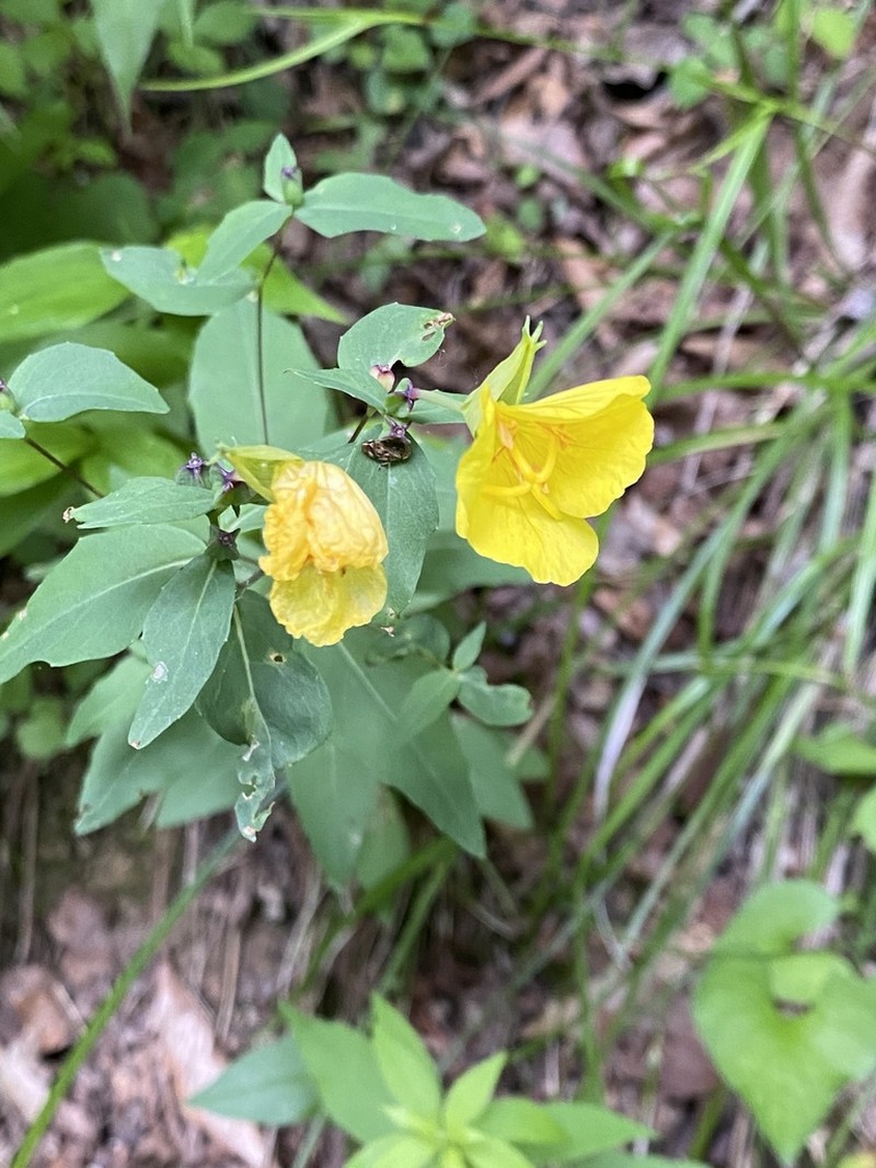 Oenothera tetragona photo 8