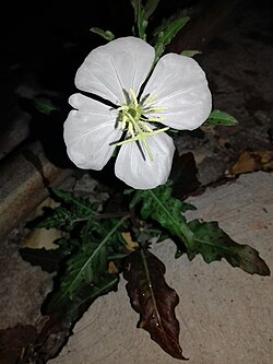 Fourwing Evening Primrose