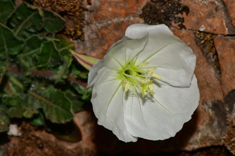 Fourwing Evening Primrose photo 2