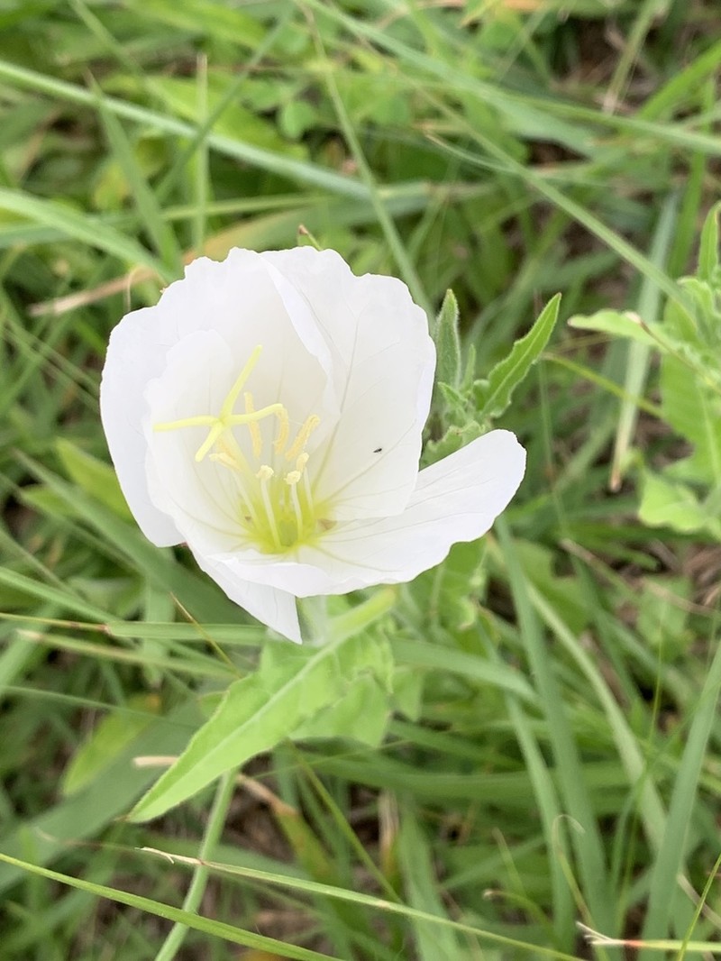 Fourwing Evening Primrose photo 3