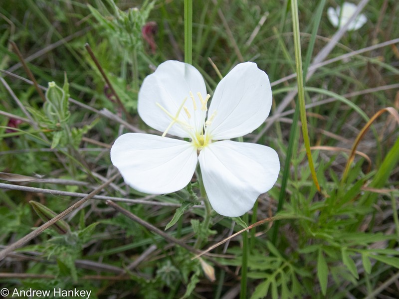 Fourwing Evening Primrose photo 4