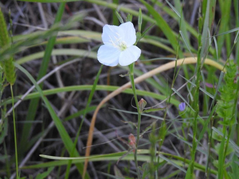 Fourwing Evening Primrose photo 5