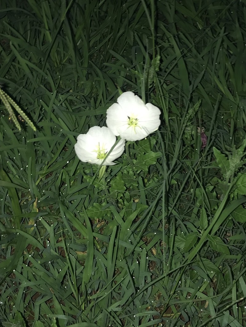Fourwing Evening Primrose photo 6