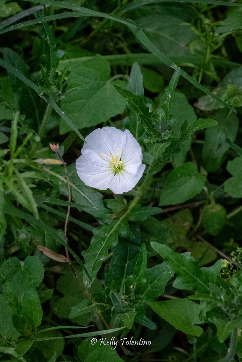 Fourwing Evening Primrose photo 7