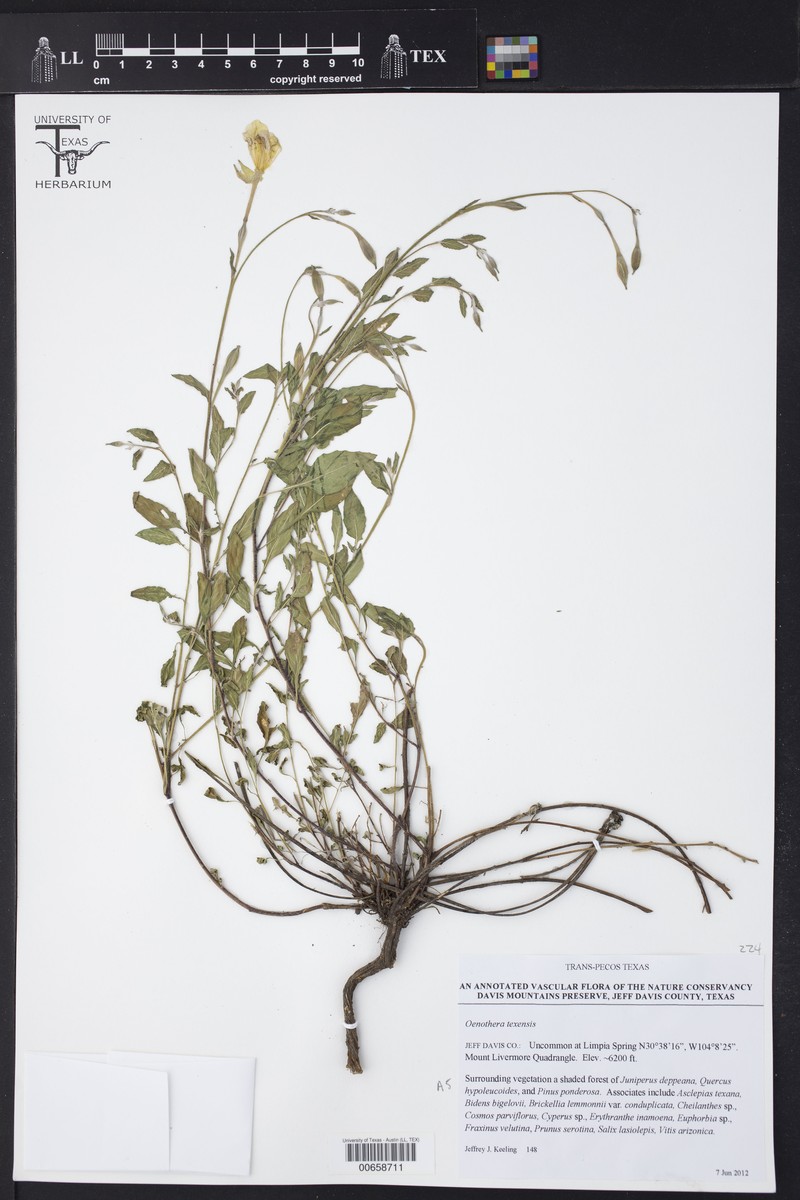 Texas Evening Primrose