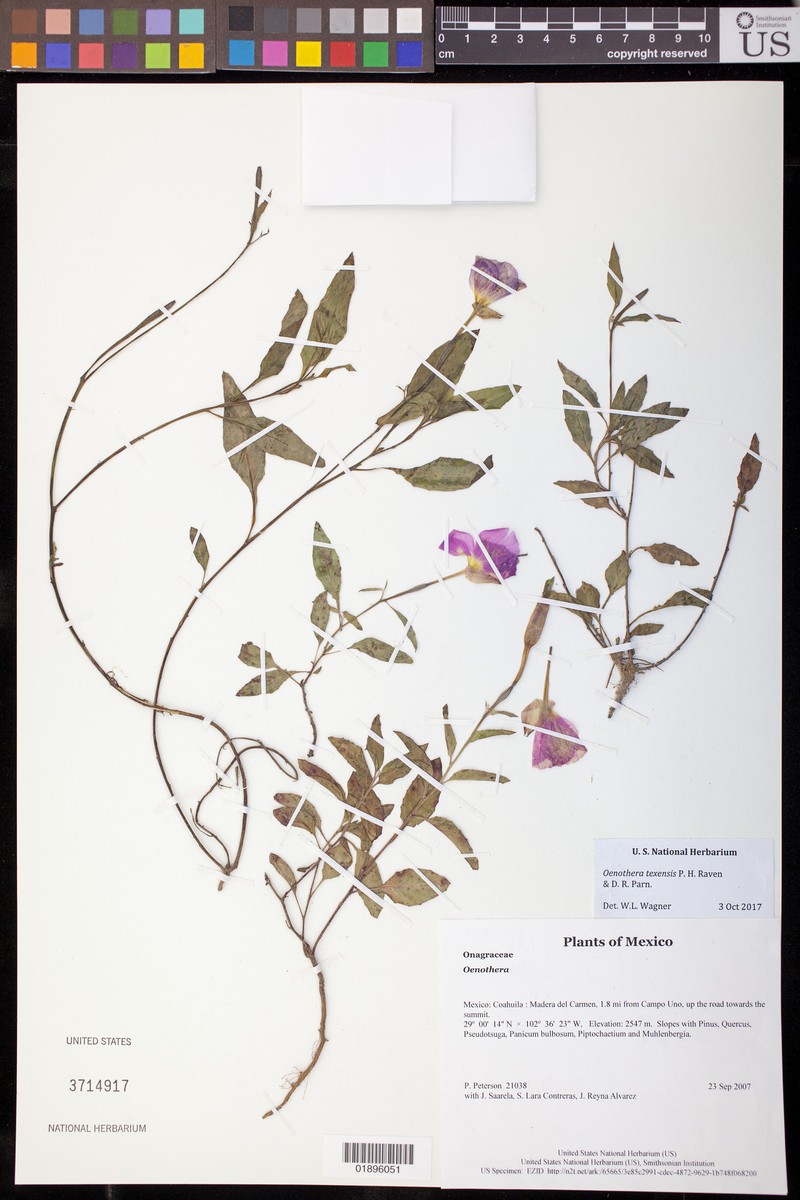 Texas Evening Primrose photo 2