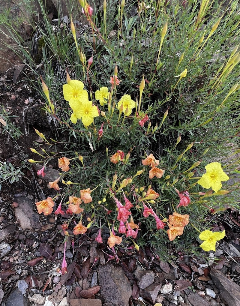 Toumey's Sundrops