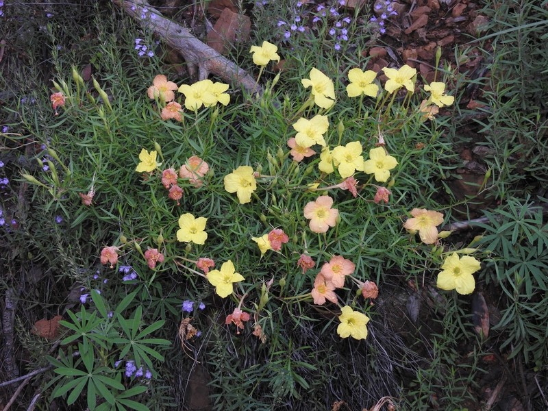 Toumey's Sundrops photo 2