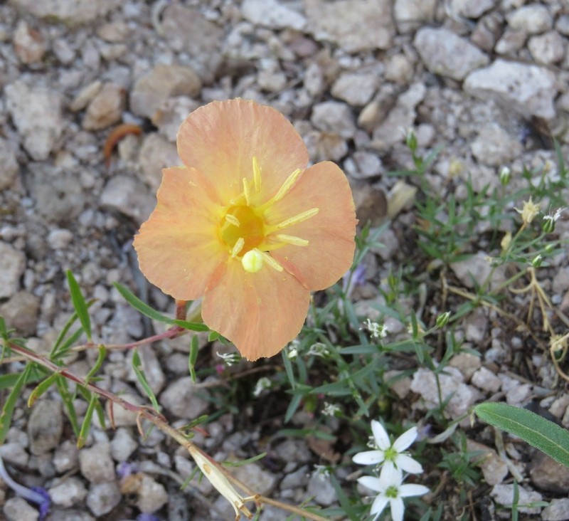 Toumey's Sundrops photo 3
