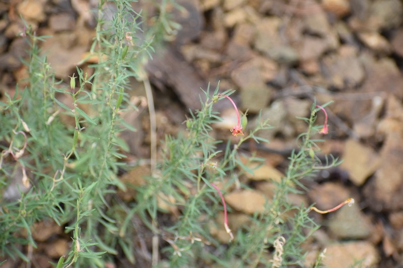 Toumey's Sundrops photo 4