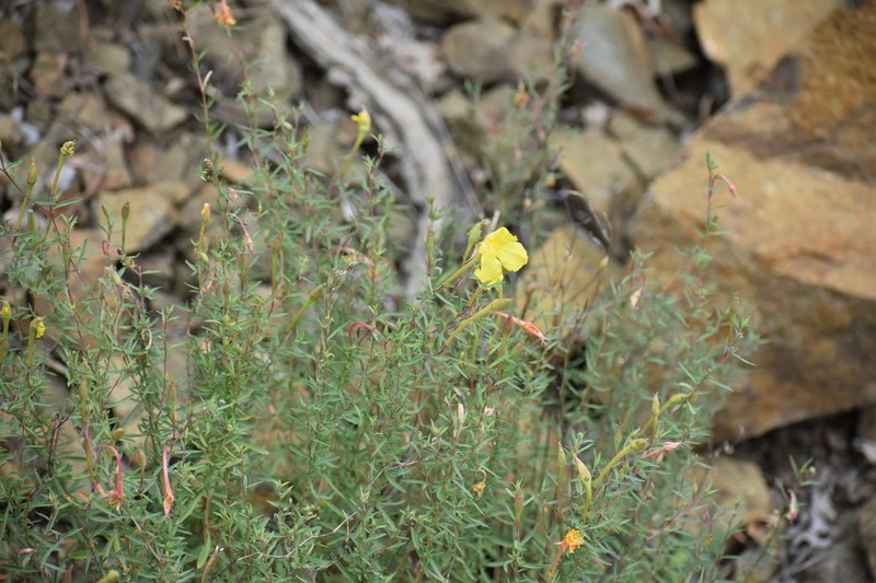 Toumey's Sundrops photo 5