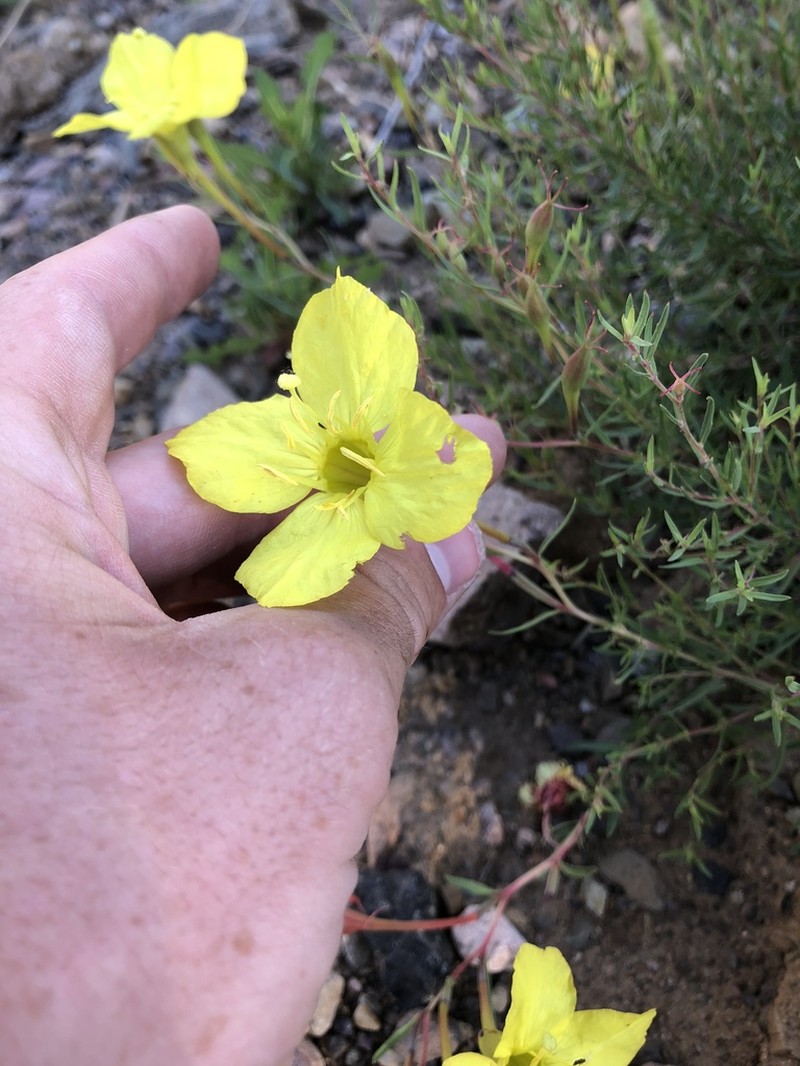 Toumey's Sundrops photo 6