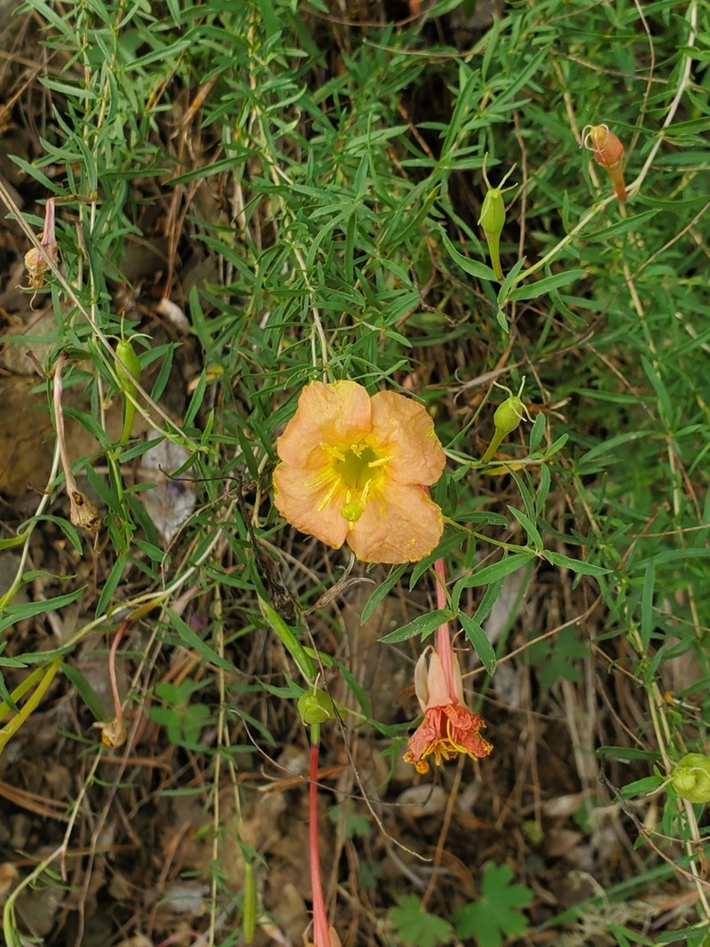 Toumey's Sundrops photo 7