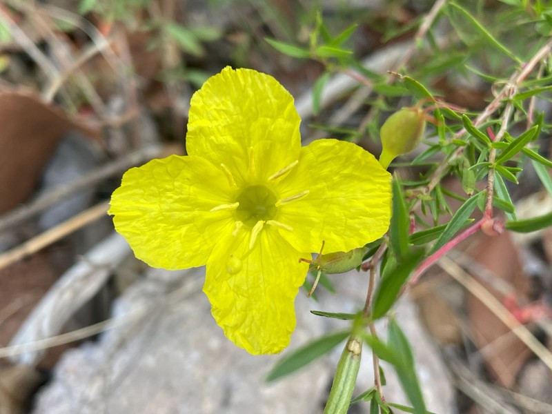 Toumey's Sundrops photo 8
