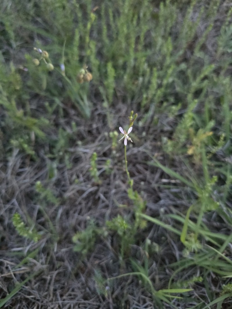Prairie Beeblossom photo 2