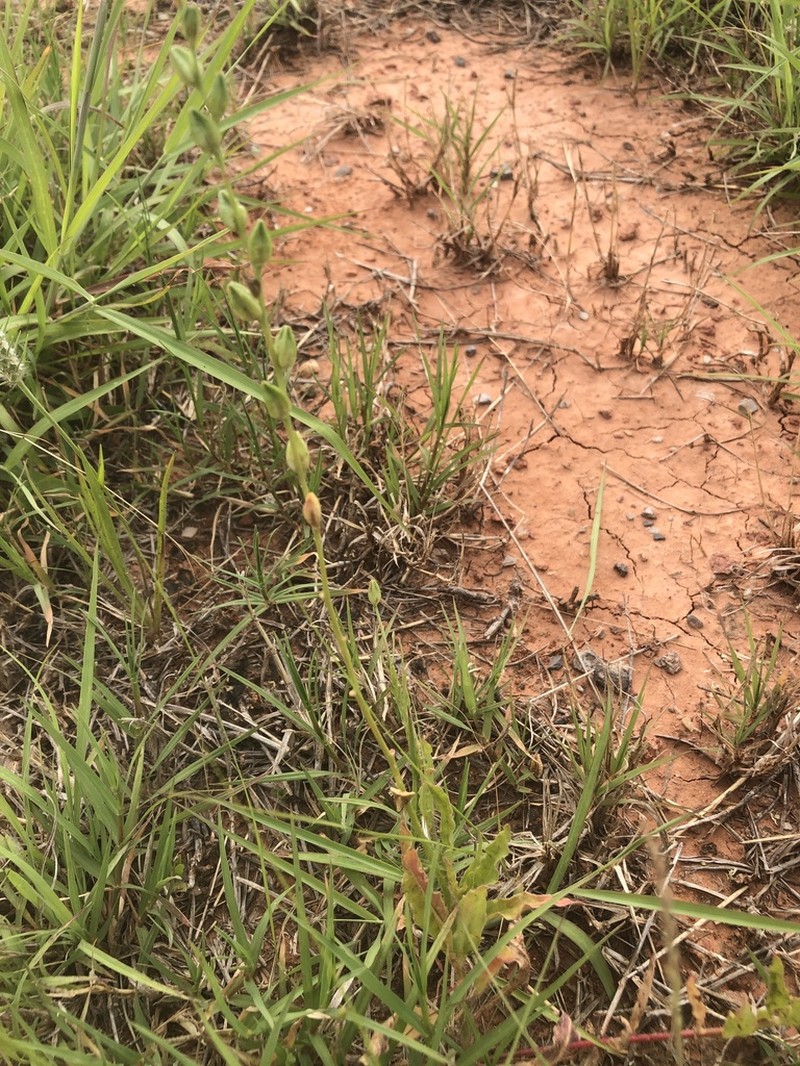 Prairie Beeblossom photo 3
