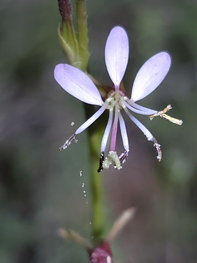 Prairie Beeblossom photo 4
