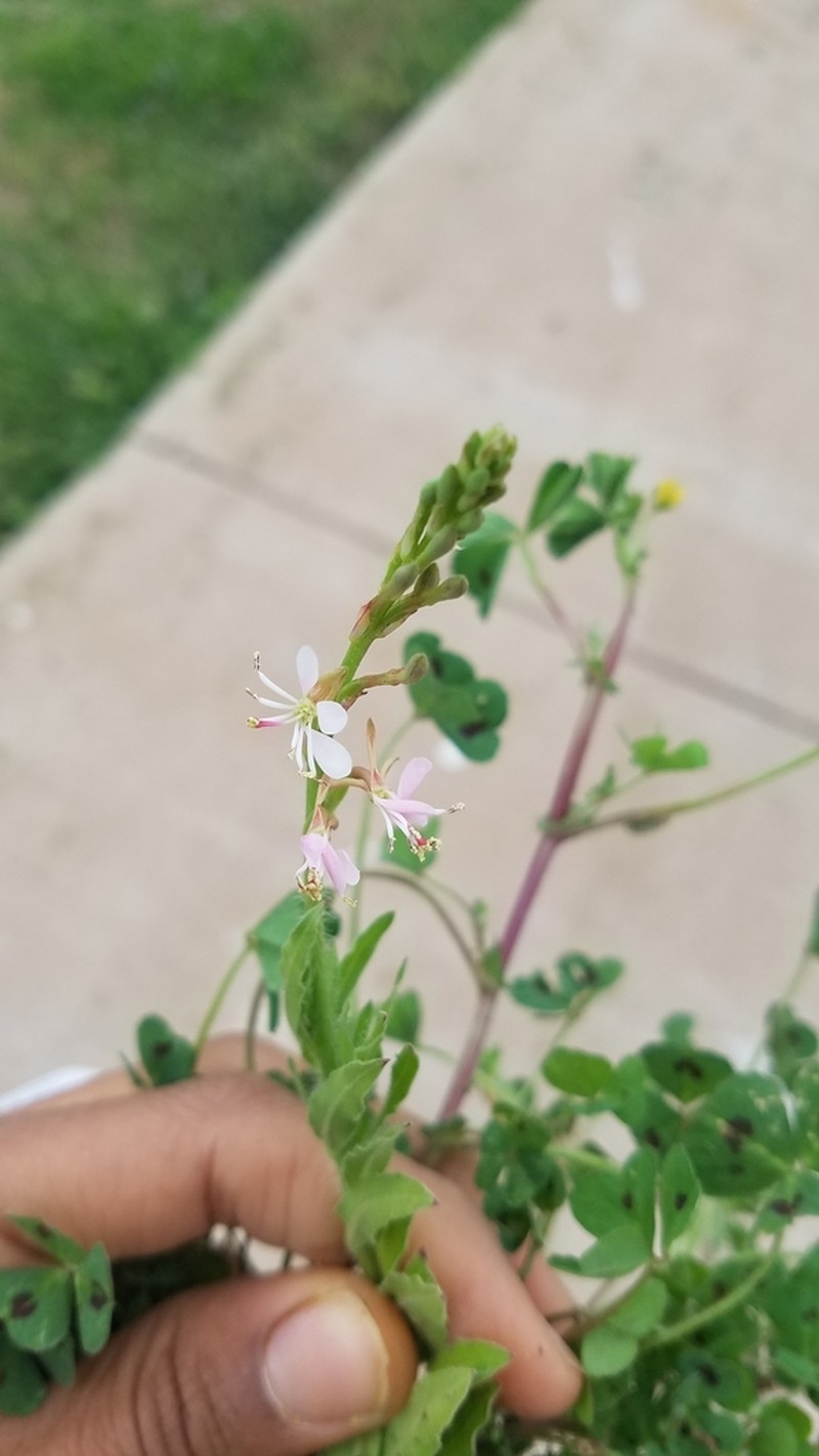 Prairie Beeblossom photo 5