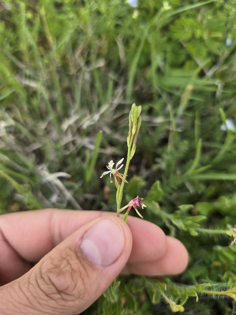 Prairie Beeblossom photo 6