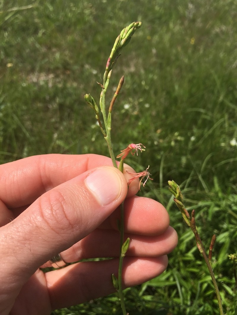 Prairie Beeblossom photo 8