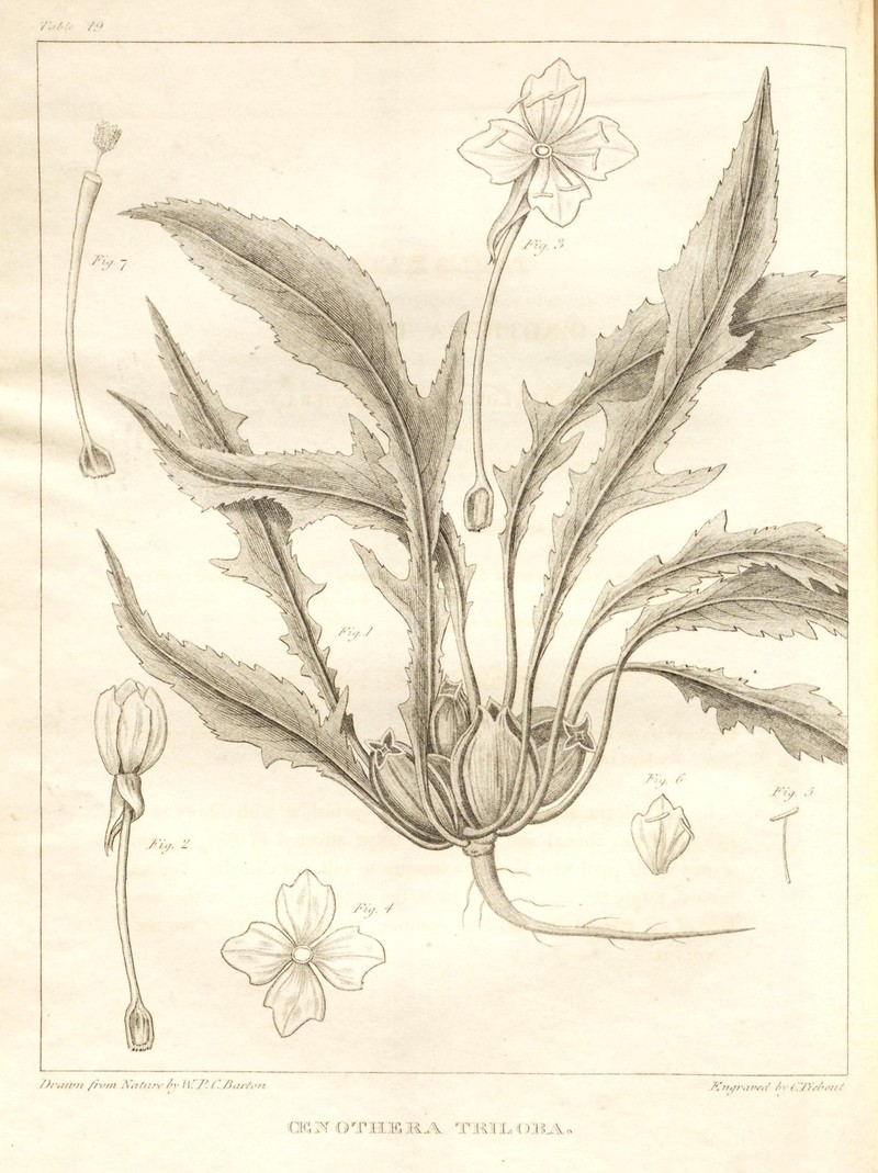 Stemless Evening Primrose photo 2
