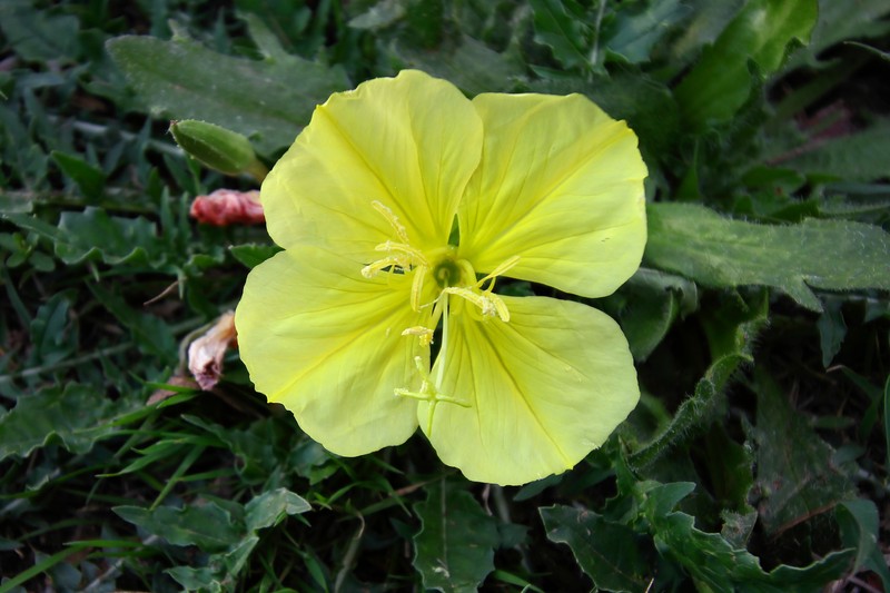 Stemless Evening Primrose photo 3
